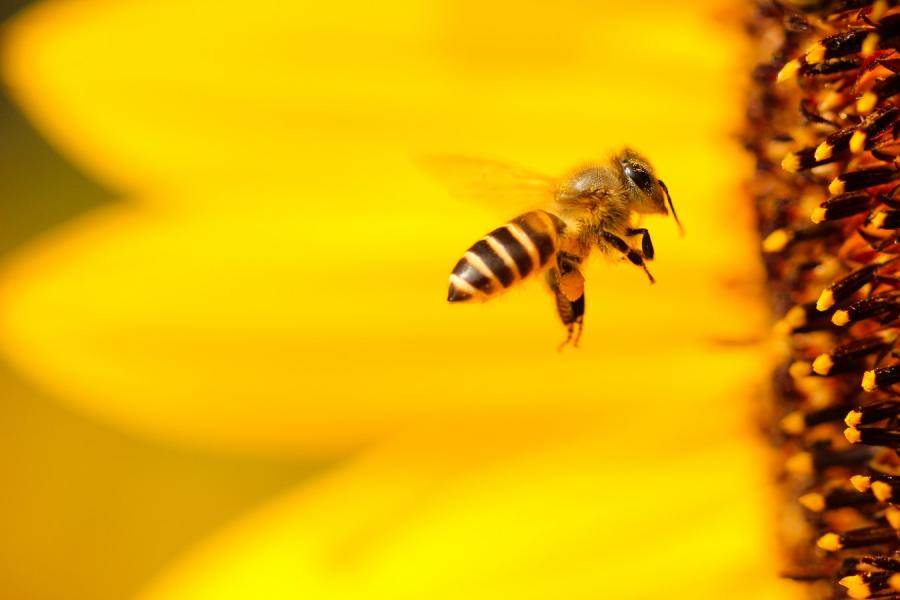 Учени изследват пчелите за разработване на здрави лепила