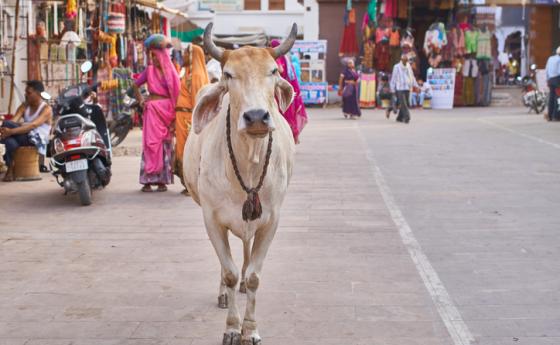 Индийска традиция за здраве и берекет: замеряне с кравешки тор