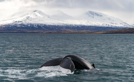 Исландия възобнови търговския китолов, варварството продължава