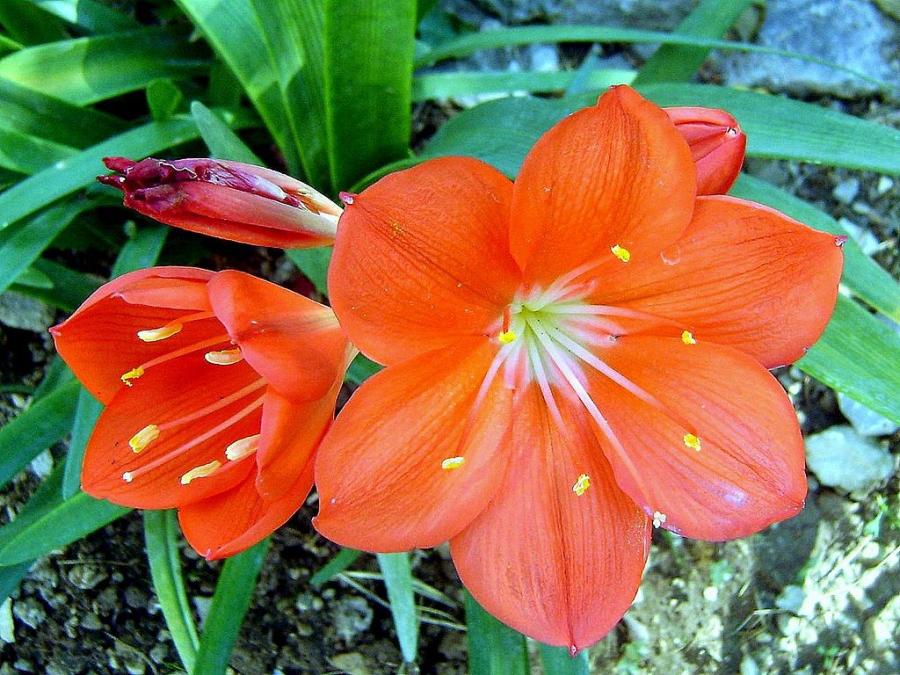 Снимка: Wikimedia Flowers