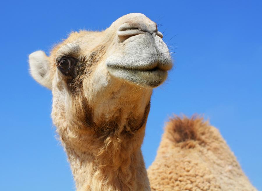 Още от древността се знае за благотворното действие на камилското