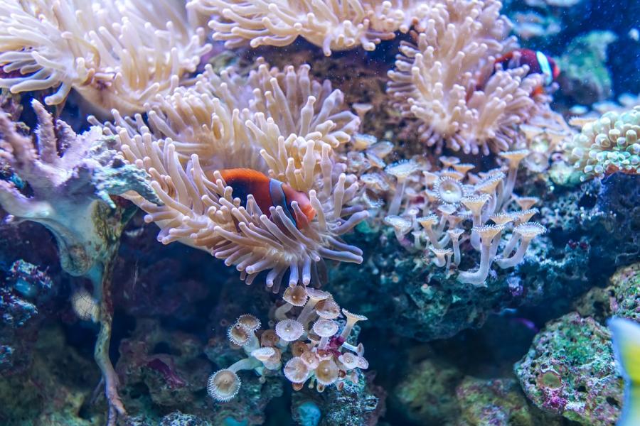 Слънцезащитни масла рушат кораловите рифове