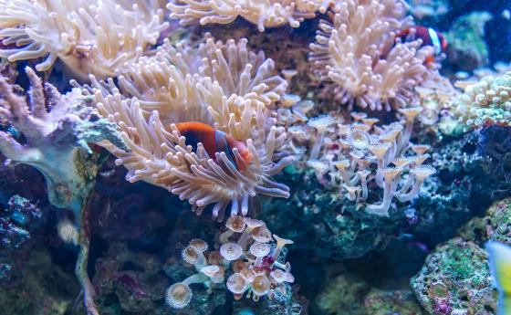 Слънцезащитни масла рушат кораловите рифове