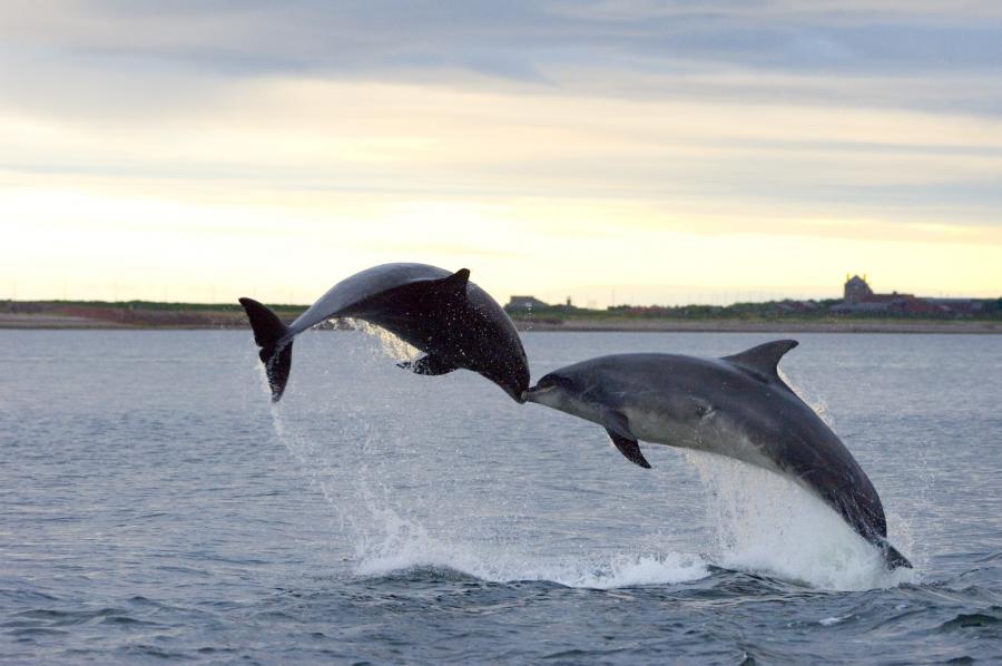 Делфините са символ на португалския град Сетубал неслучайно Една голяма