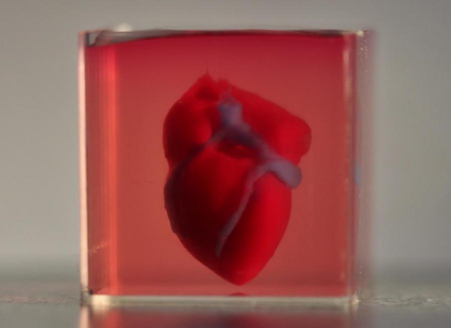 Първото 3D сърце е с размерите на заешко сърце но