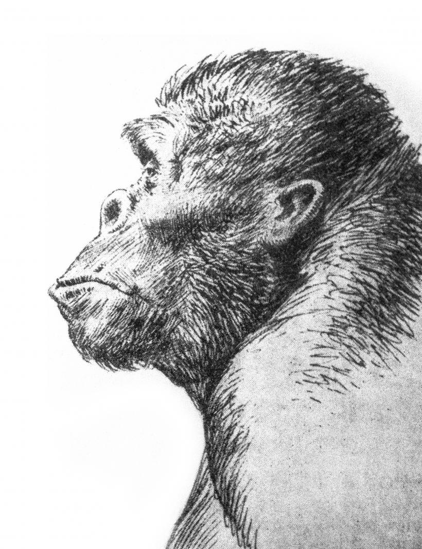  Грекопитекът (Graecopithecus freybergi) е живял преди  7,2 млн. год. в саванни условия. Вляво - аспект на палеосредата, в която е живял, съгласно мястото на намиране на долната челюст (Пиргос Василисис край Атина). В далечината се виждат и през днешния ден съществуващите възвишения Химетос и Ликабетос. Представени са саванните типове животни, открити съгласно откритите фосили. Възстановка на Велизар Симеоновски (Чикагски музей по естествена история) под научното управление на проф. Николай Спасов и проф. Мадлен Бьоме. 