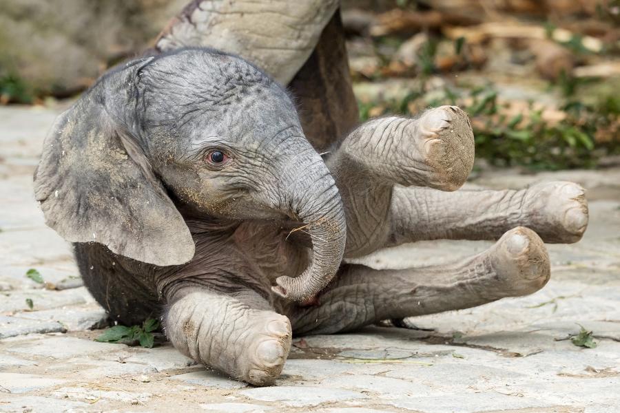 Във Виенския зоопарк Шьонбрун се роди 90 сантиметрово женско слонче което