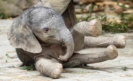 Роди се слонче чрез изкуствено осеменяване