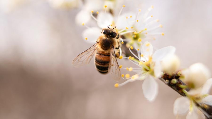 Какво правят пчелите в града и как да ги защитим?