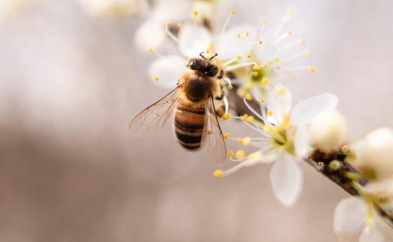 Какво правят пчелите в града и как да ги защитим?