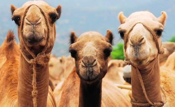 Аборигени искат разстрел на 10 000 обезумели от жажда камили