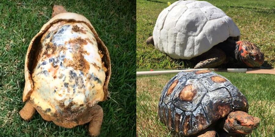 От години учените от цял свят търсят разнообразни начини за