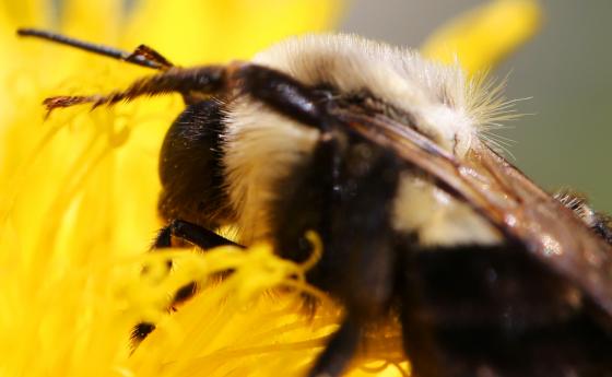 Земните пчели са непригодни за затоплящата се планета и човешката дейност