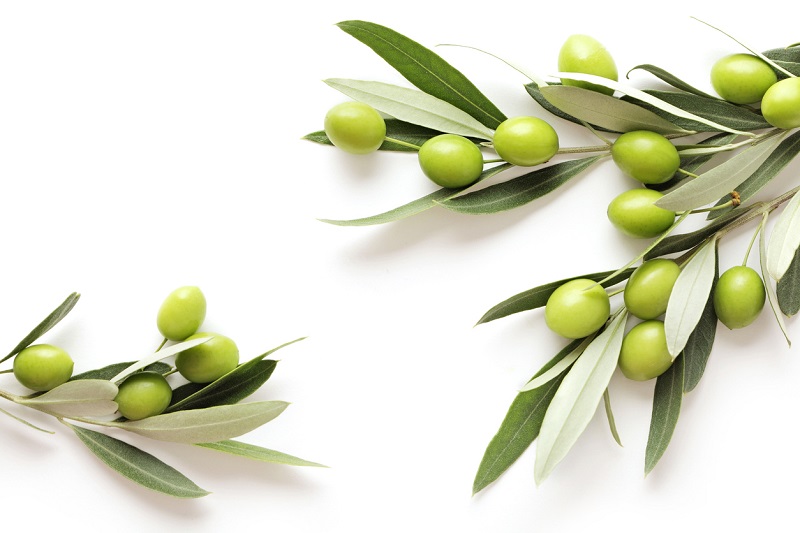 Фреш от листа на маслиново дърво срещу вирусите