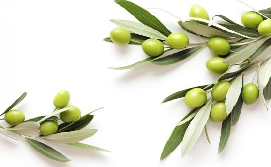 Фреш от листа на маслиново дърво срещу вирусите