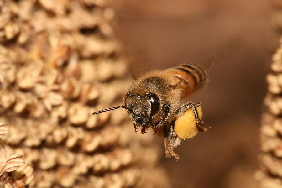 Пчелата като мине над нивата и припада Пчелари донесоха буквално