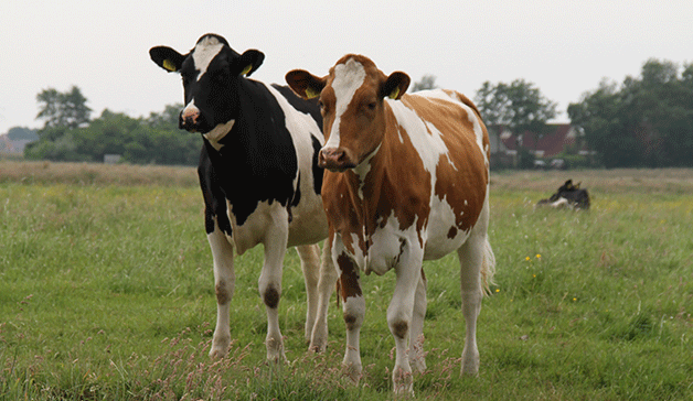 Порода Holstein