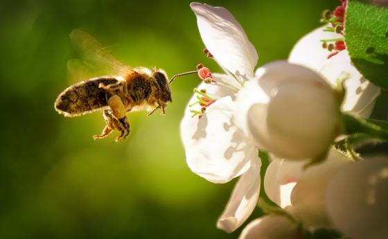 Откриха какво правят от глад пчелите с растенията