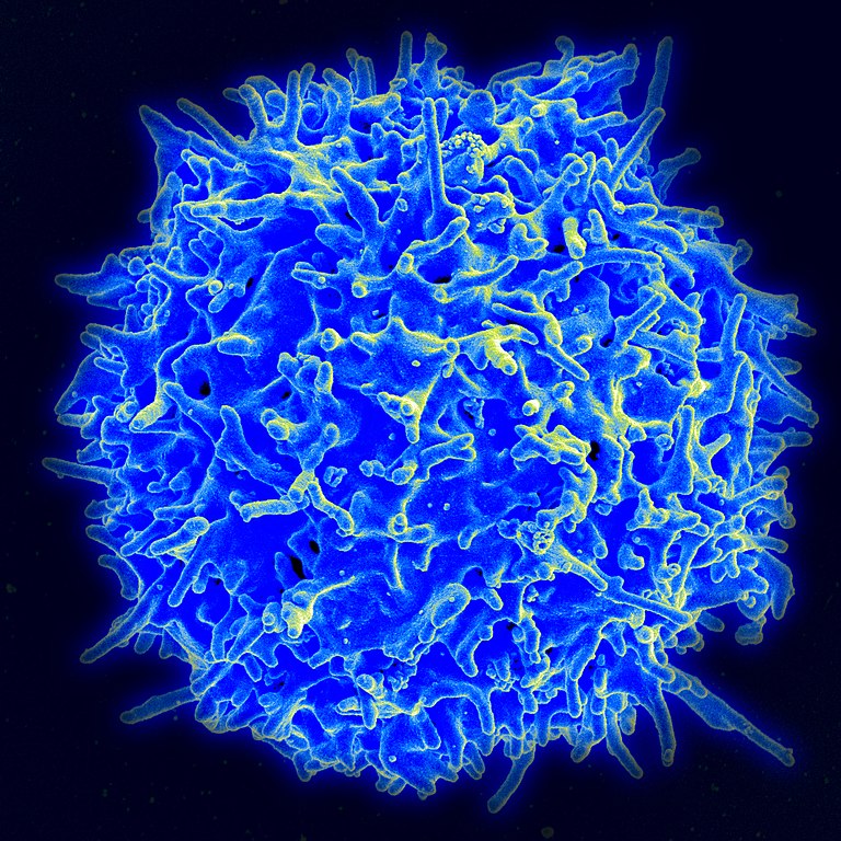 Учени от Калифорнийския университет в Сан Франциско открили че коронавирусът