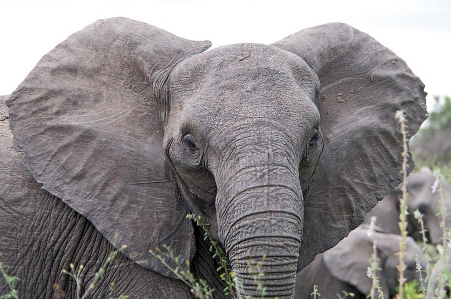 Повече от 350 слона са загинали в северна Ботсвана при