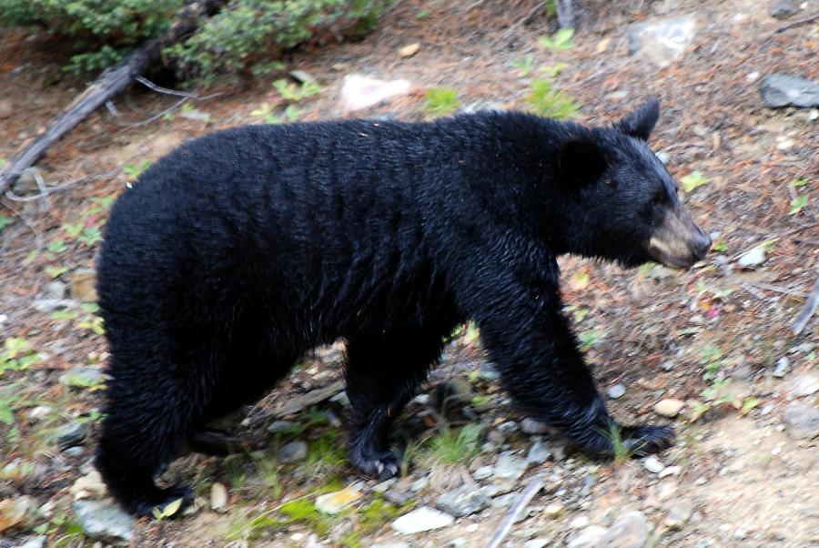 Американска черна мечка известна като Бруно измина над 640 километра