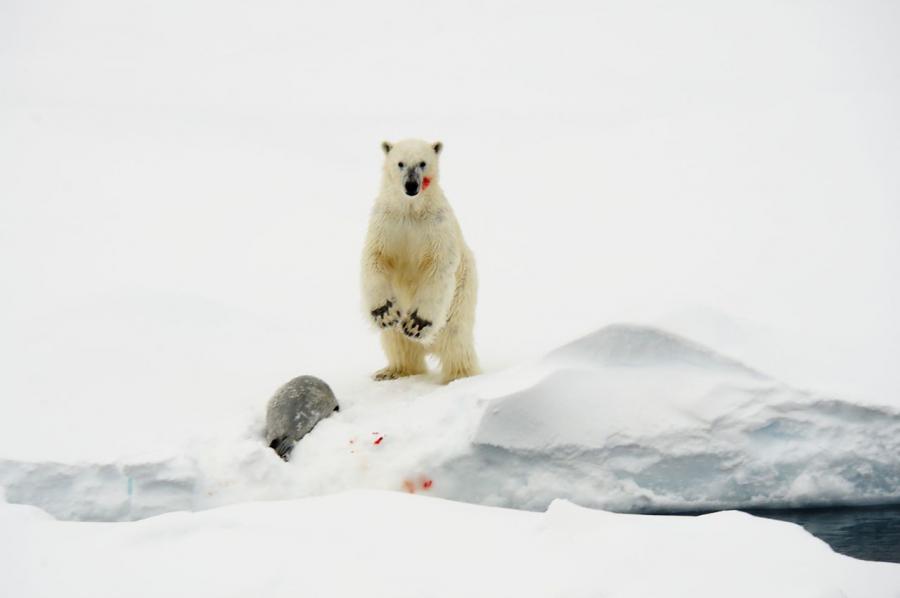 Учени от САЩ и Канада алармираха че полярните мечки могат