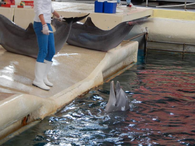  Делфинът Йоана е обезобразена, тъй като когато е била на годинка и половина, тя се е блъснала в решетката на басейна с такава скорост, че си е счупила челюстта 