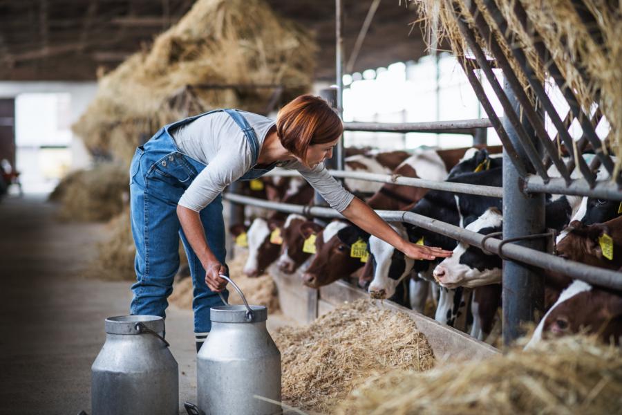 Всекидневният прием на краве мляко е свързан с по голям риск