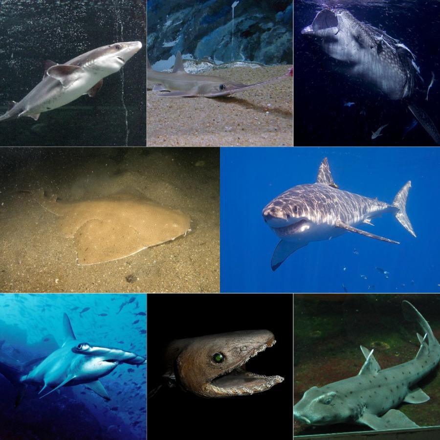 Акулите са източник на сквален естествено масло произведено в черния
