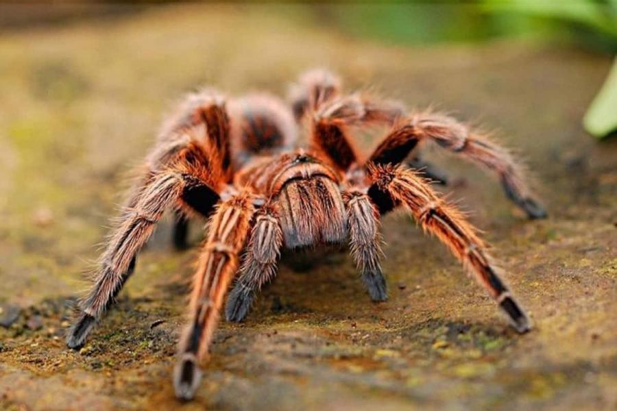Молекулите от отровата на един от най големите паяци в света