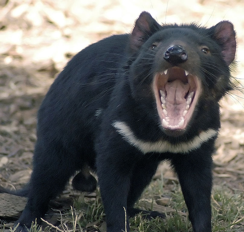 Тасманийските дяволи не обитават континенталната част на Австралия повече от