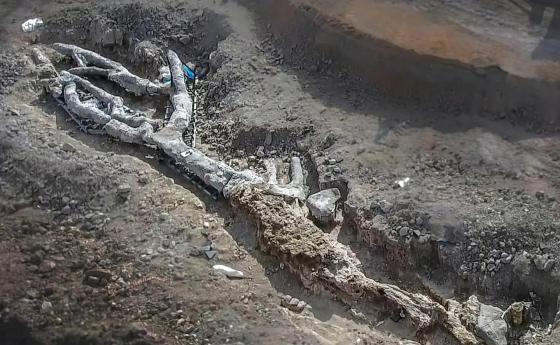Дърво на 20 милиона години намерено в Гърция