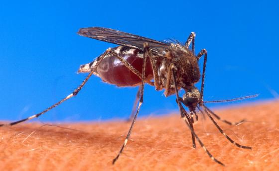 Изкуствен геном ще отучи комарите да пият кръв