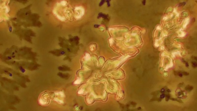  Пчелите обикалят цвят след цвят. 