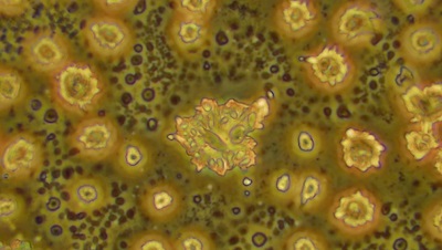  8 - Anti-virus 1 и 2 дружно 