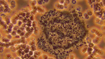  фотография 10 