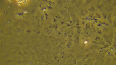  4 - Контрола 