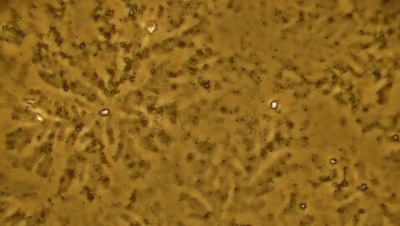  3 - Контрола 