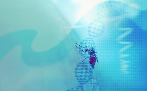 Над САЩ вече ще летят генномодифицирани комари