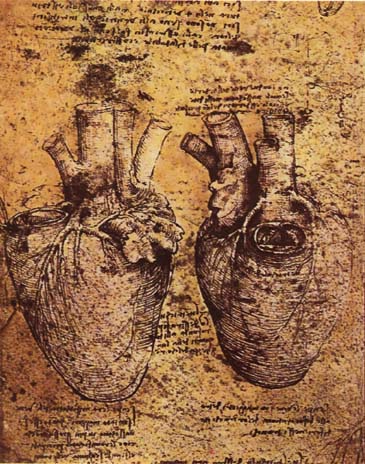 Илюстрация: Леонардо да Винчи