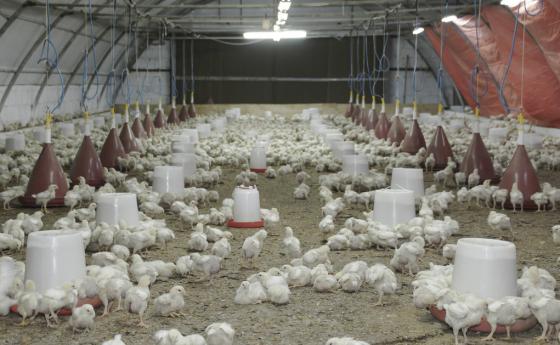 Китай докладва за първия случай на заразен човек с рядък щам на птичия грип