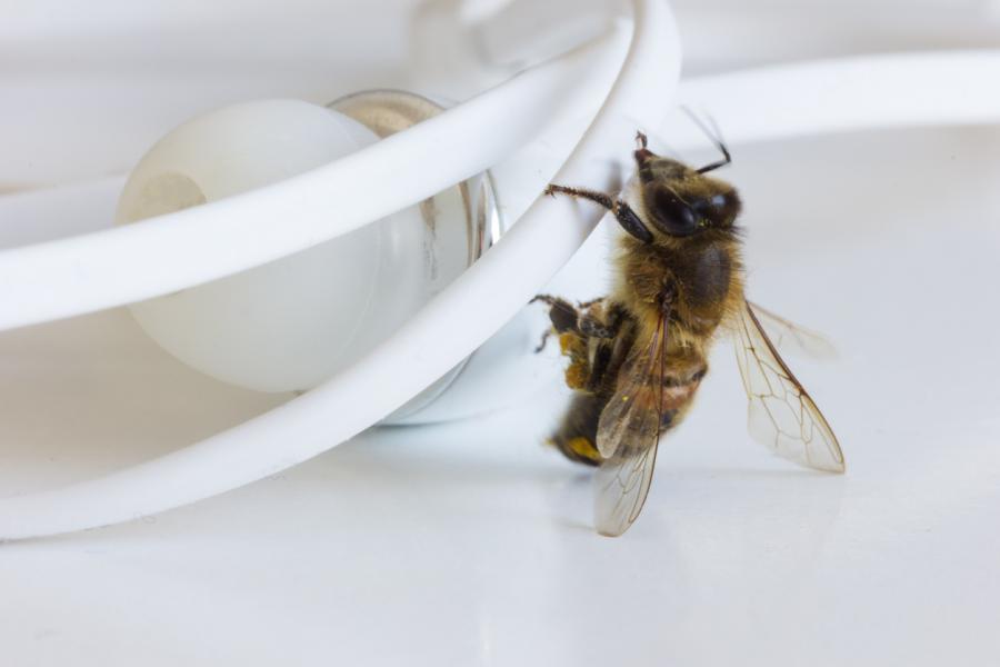Докато всички осъзнаваме важността на пчелите в хранителната верига, малките