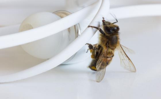 Любопитно видео показва как две пчели отварят капачка на бутилка