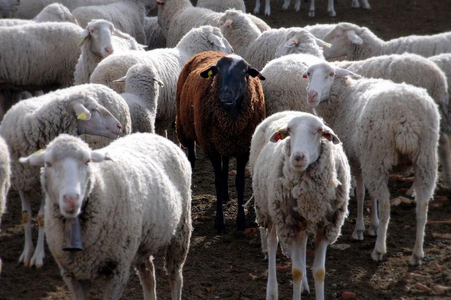 Над 3300 овце и кози бяха унищожени в Ямболска област