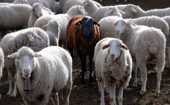 Овцевъдката от Болярово 3 години чака решение на съда