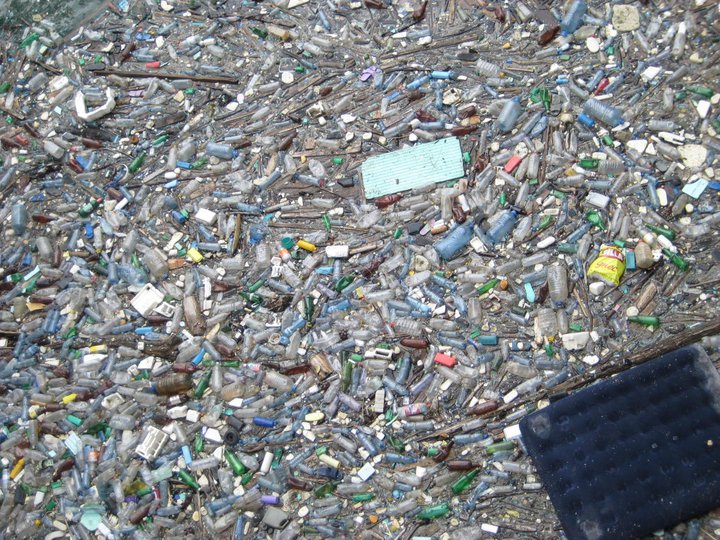 Учените са открили че пластмасата е създала нова екосистема в