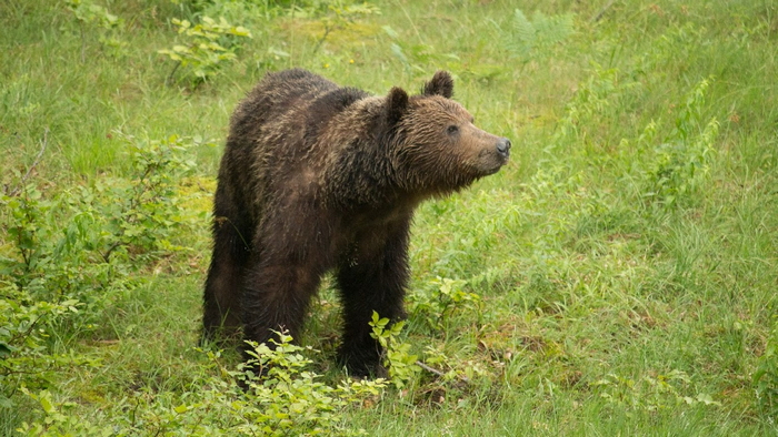  фотография: Георги Пенев 