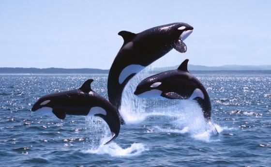 За първи път учените са заснели косатки, които ловуват и убиват сини китове