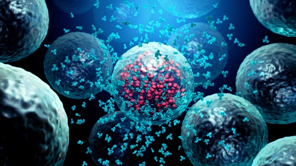 Антителата унищожават заразена с вирус клетка