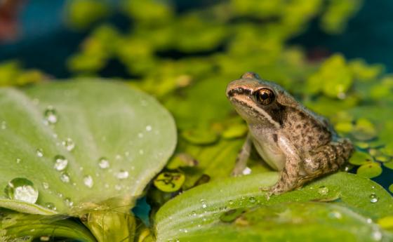 Първото правило за ядене на „жаби”: трябва да започнете с най-отвратителната!